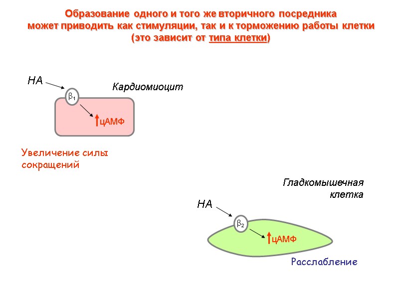 Образование одного и того же вторичного посредника  может приводить как стимуляции, так и